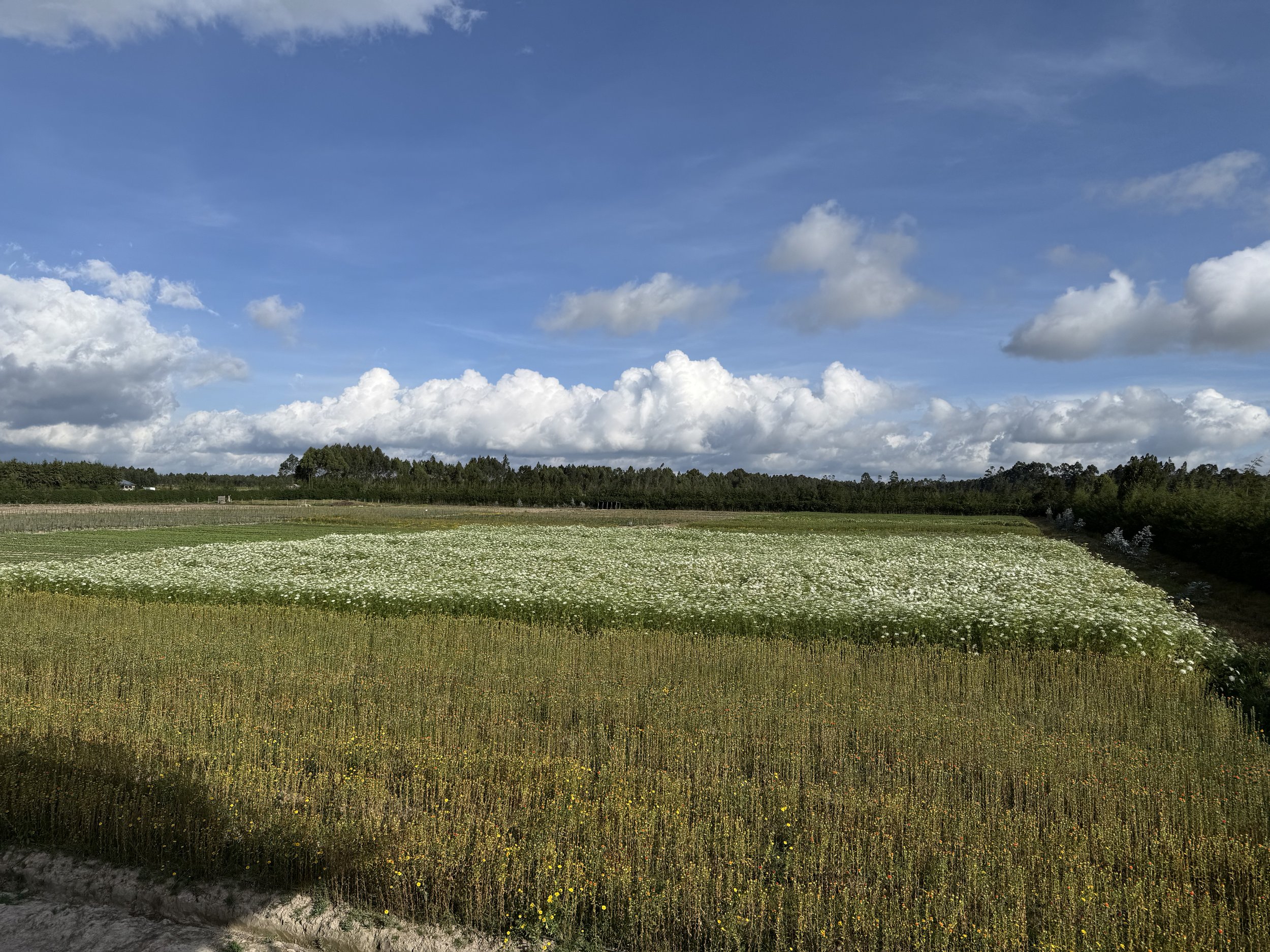Craspedia Field