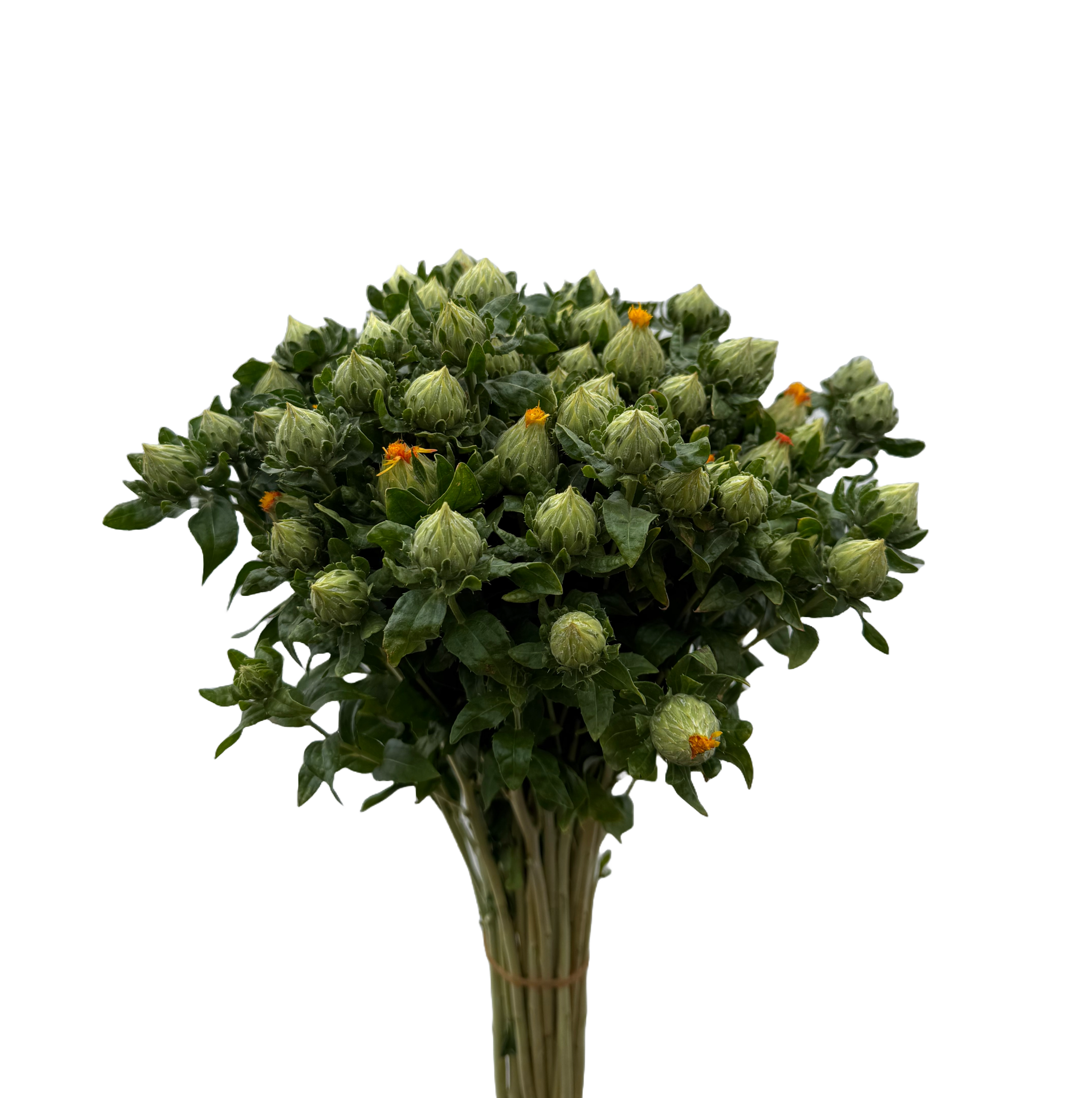 Carthamus