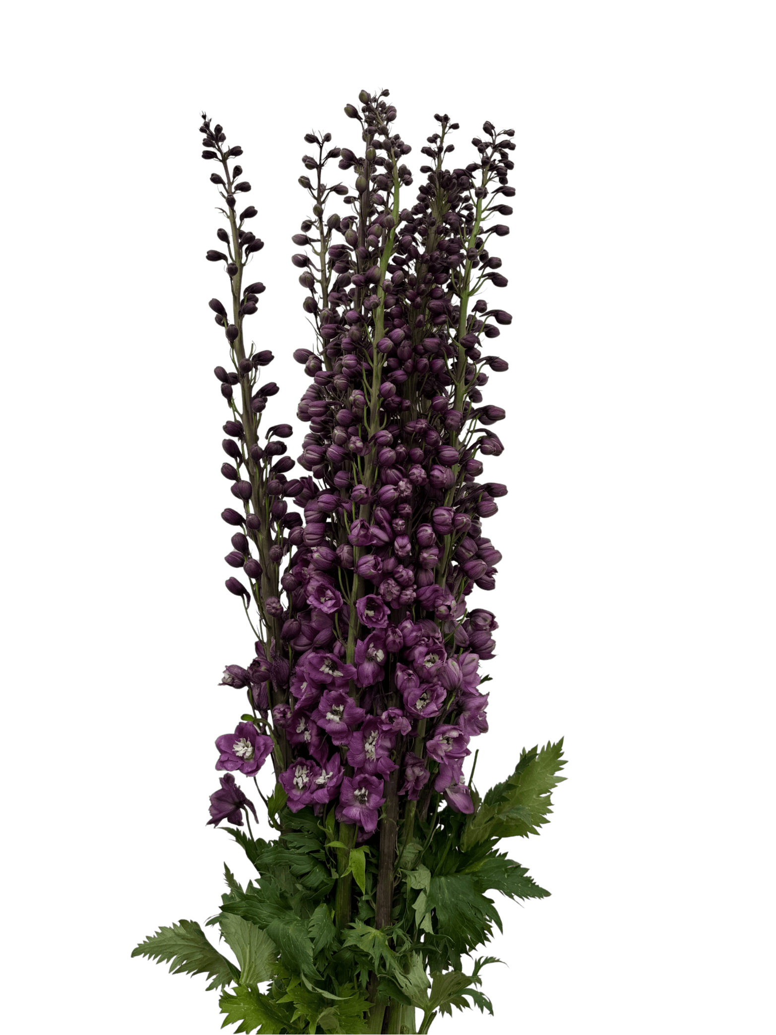Lilac pink Delphinium