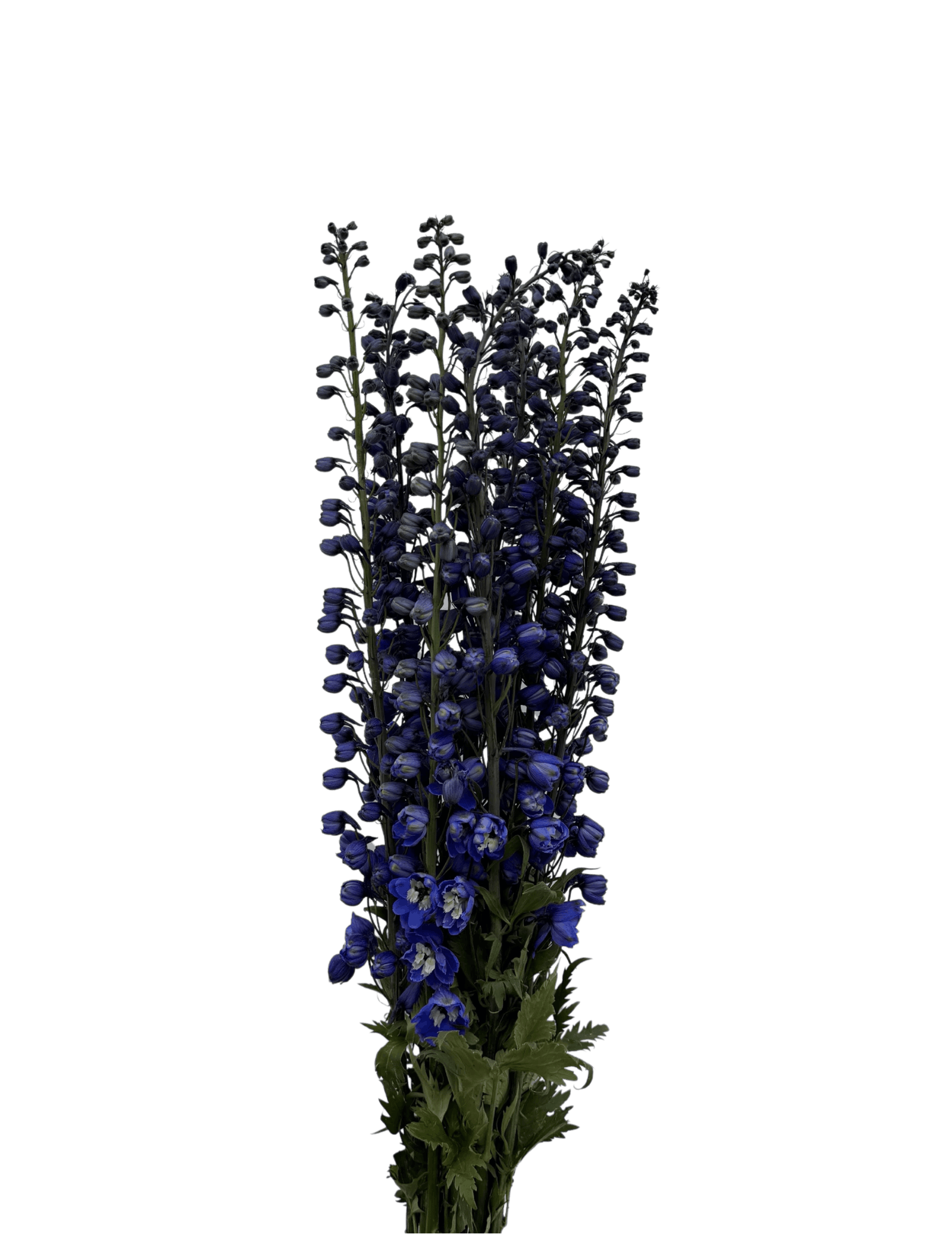 Mid blue Delphinium