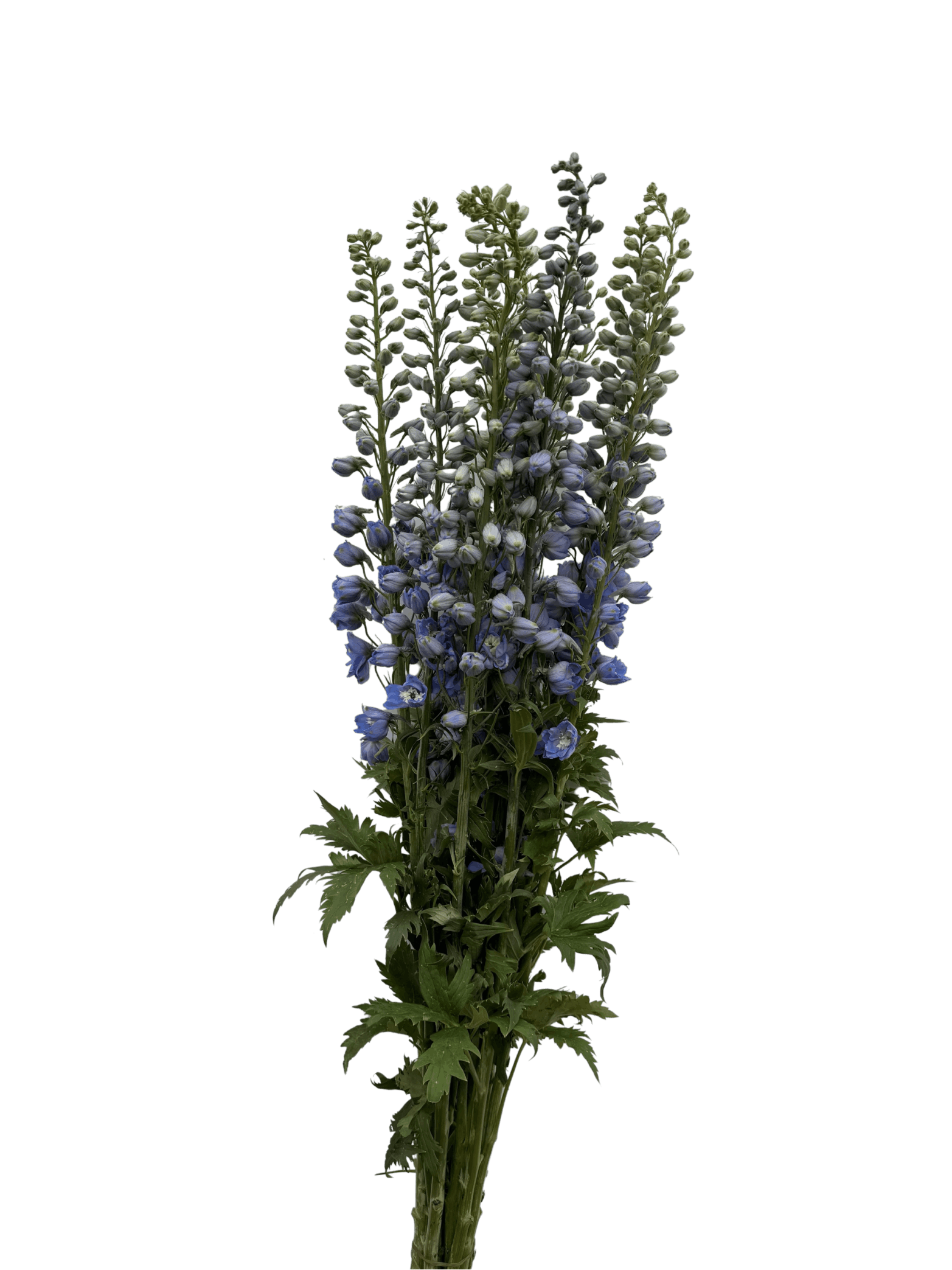Sky blue Delphinium