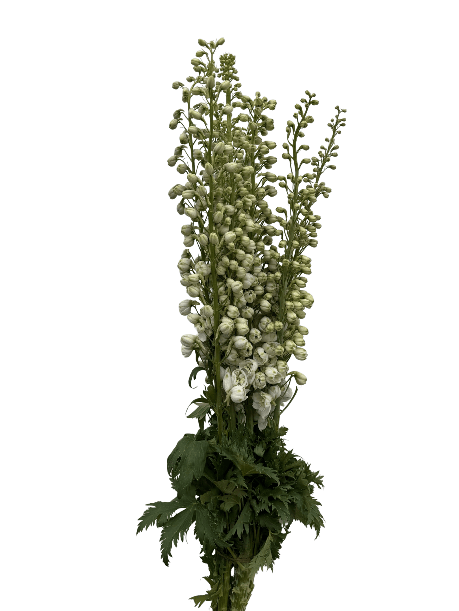 White Delphinium